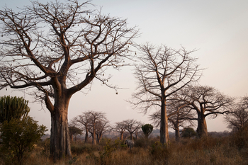 Kigelia Camp: Bäume