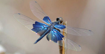 Kings Lodge: Libelle