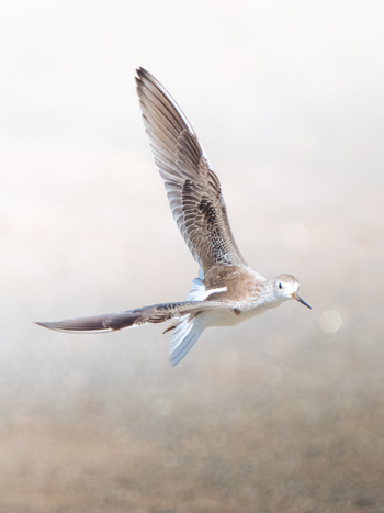 Kisima Ngeda Camp: Sandpiper