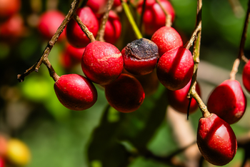 Koroi Forest Camp: Chilenische Haselnuss
