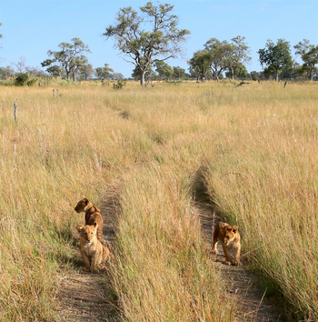 Lagoon Camp Lagoon Camp: Löwen auf der Piste