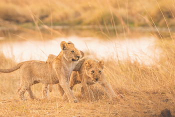 Lagoon Camp Lagoon Camp: Spielende Löwenbabies