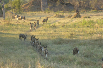 Lebala Camp Lebala Camp: Wildhunde auf Jagd