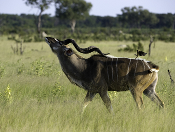 Little Makalolo Camp Little Makalolo Camp: Kudubulle