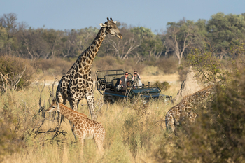 Little Tubu Camp: Giraffen