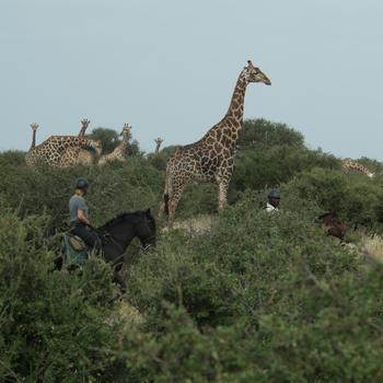 Mashatu Game Reserve: Reiten - Giraffen im dichten Busch