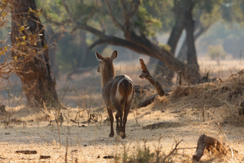 Molori Mashuma: Wasserbock