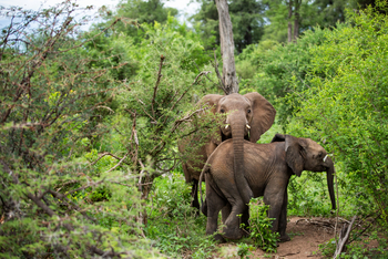 Mpala Jena Camp: Elefantenkinder