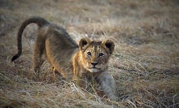 Musekese Camp Musekese Camp: Junger Löwe