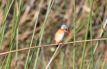 Nkasa Lupala Tented Lodge: Malachiteisvogel