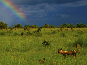 Ntemwa Busanga Bushcamp Ntemwa Busanga Bushcamp: Wildhunde und Regenbogen