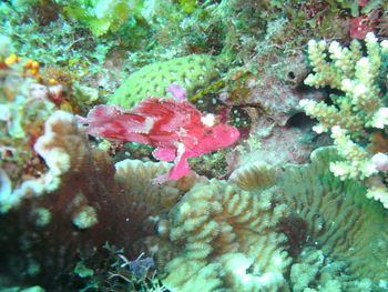 Nuarro Lodge: Getarnter Fisch