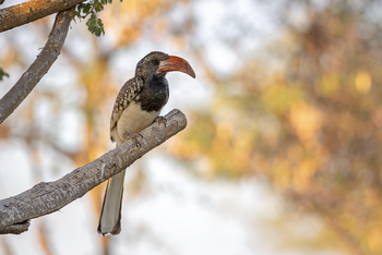 Okonjima Plains Camp: Monteiro's Hornbill