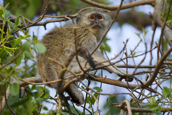 Okuti Camp: Meerkatze