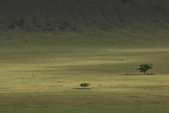 Ol Donyo Lodge: Akazien in der der Savanne