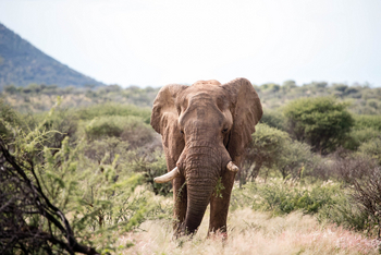 Old Traders Lodge: Elefantenbulle