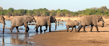Puku Ridge Camp: Walking Safari