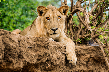 Royal Zambezi Lodge: Löwe an Flussbank