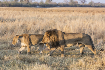 Savuti Camp Savuti Camp: Löwe und Löwin