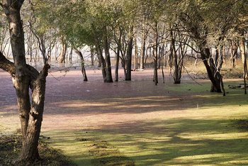 Sawai Vilas: Sumpfwald