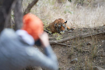 Sawai Vilas: Tigerphotograph