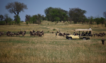 Serengeti Bushtops: Game Drive