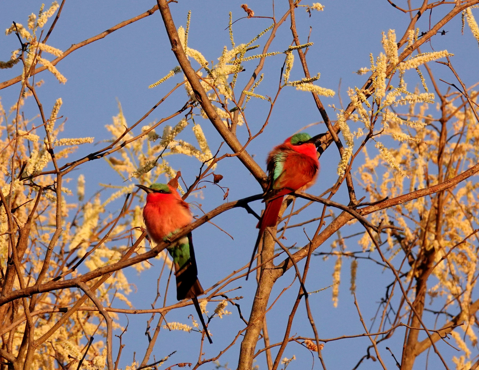 Setari Camp Setari Camp: Karminspinte