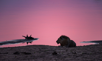 Shawa Luangwa Camp: Löwe am Luangwa