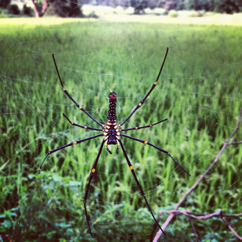 Shergarh Tented Camp: Riesenwaldspinne