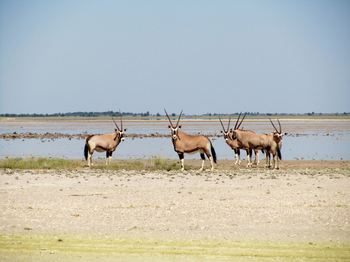 Tau Pan Camp Tau Pan Camp: Oryx an einer gefüllten Pfanne