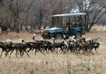 Vundu Camp Vundu Camp: Wildhundrudel