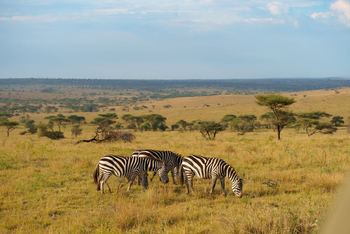 Warangi Ridge: Zebras