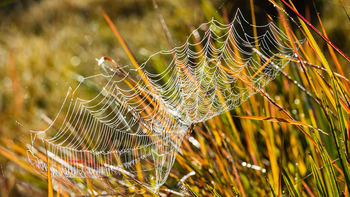 Xigera Safari Lodge Xigera Safari Lodge: Spinnennetz
