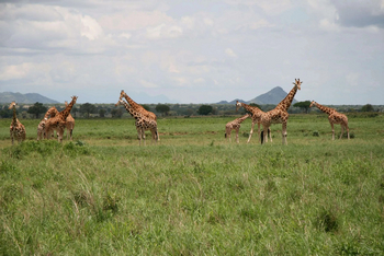 Apoka Safari Lodge: Rothschild-Giraffen