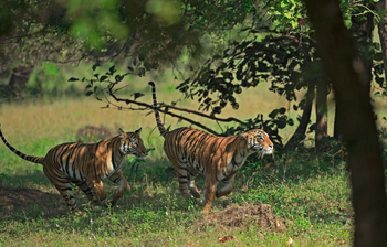 Bamboo Forest Safari Lodge: Tiger im Spiel