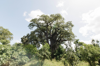 Chilo Ivory Trail Adventure: Belaubter Baobab