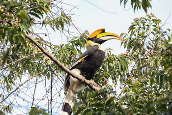 Diphlu River Lodge: Great Indian Hornbill