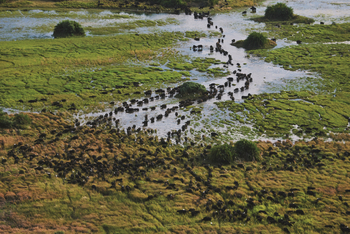 Duba Explorers Camp: Luftaufnahme Game Drive