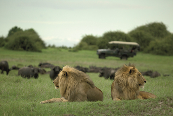 Duba Explorers Camp: Zwei Löwen