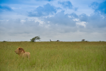 Dunia Camp: Löwe am Airstrip