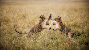 Elewana Loisaba Tented Camp: Spielende Löwen