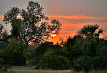 Gorongosa Safaris: Sonnenuntergang durch die Bäume