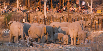 Halali Camp: Elefanten