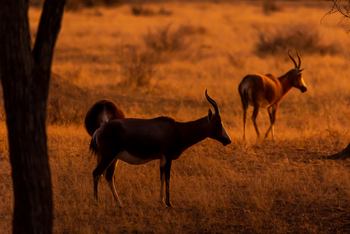 Harnas Guest Farm Harnas Guest Farm: Blessböcke