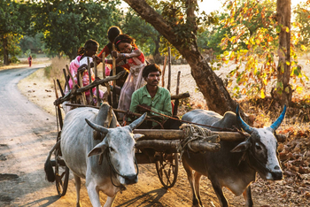Jamtara Wilderness Camp: Ochsenkarren