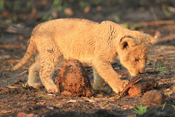 KaingU Safari Lodge: Neugieriges Löwenbaby
