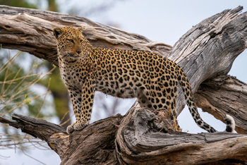 King's Pool Camp King's Pool Camp: Leopard