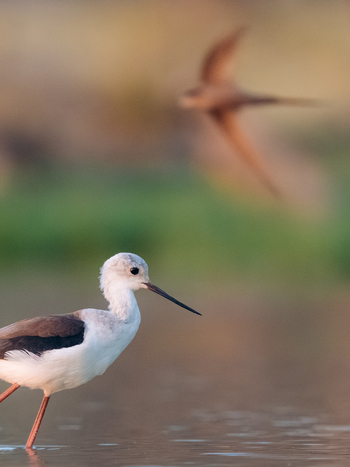 Kisima Ngeda Camp: Stelzenläufer