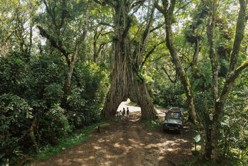 Koroi Forest Camp: Wald