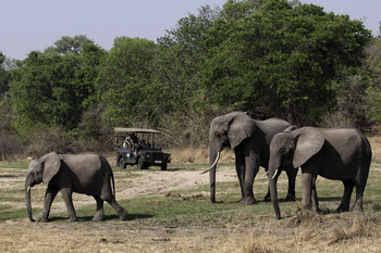 Kuyenda Bushcamp: Game Drive